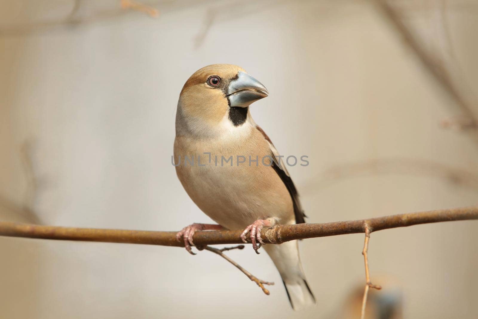 Grosbeak - Coccothraustes coccothrautes on a branch