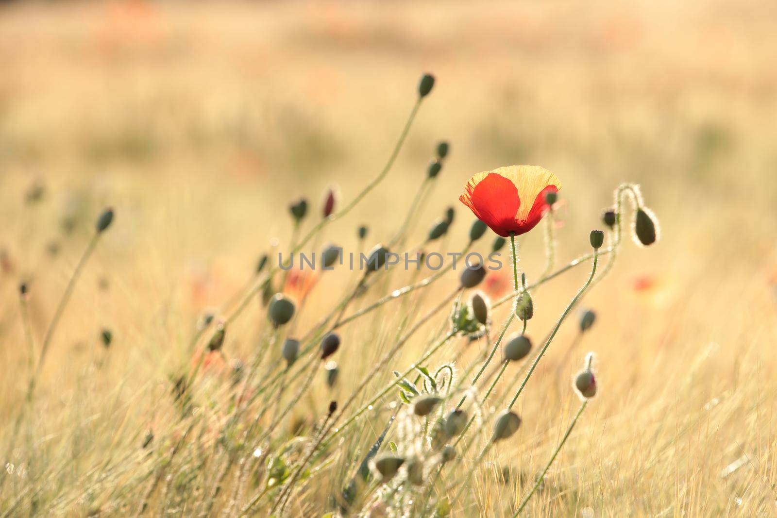 Poppy in the field at sunrise.