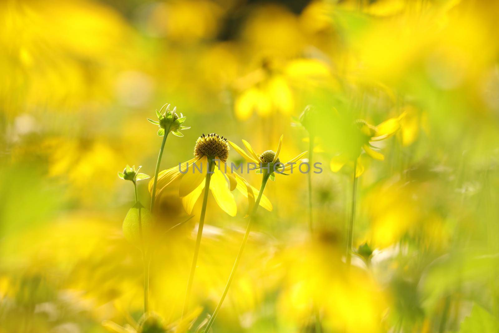 Cutleaf Coneflower - Rudbeckia laciniata in the garden