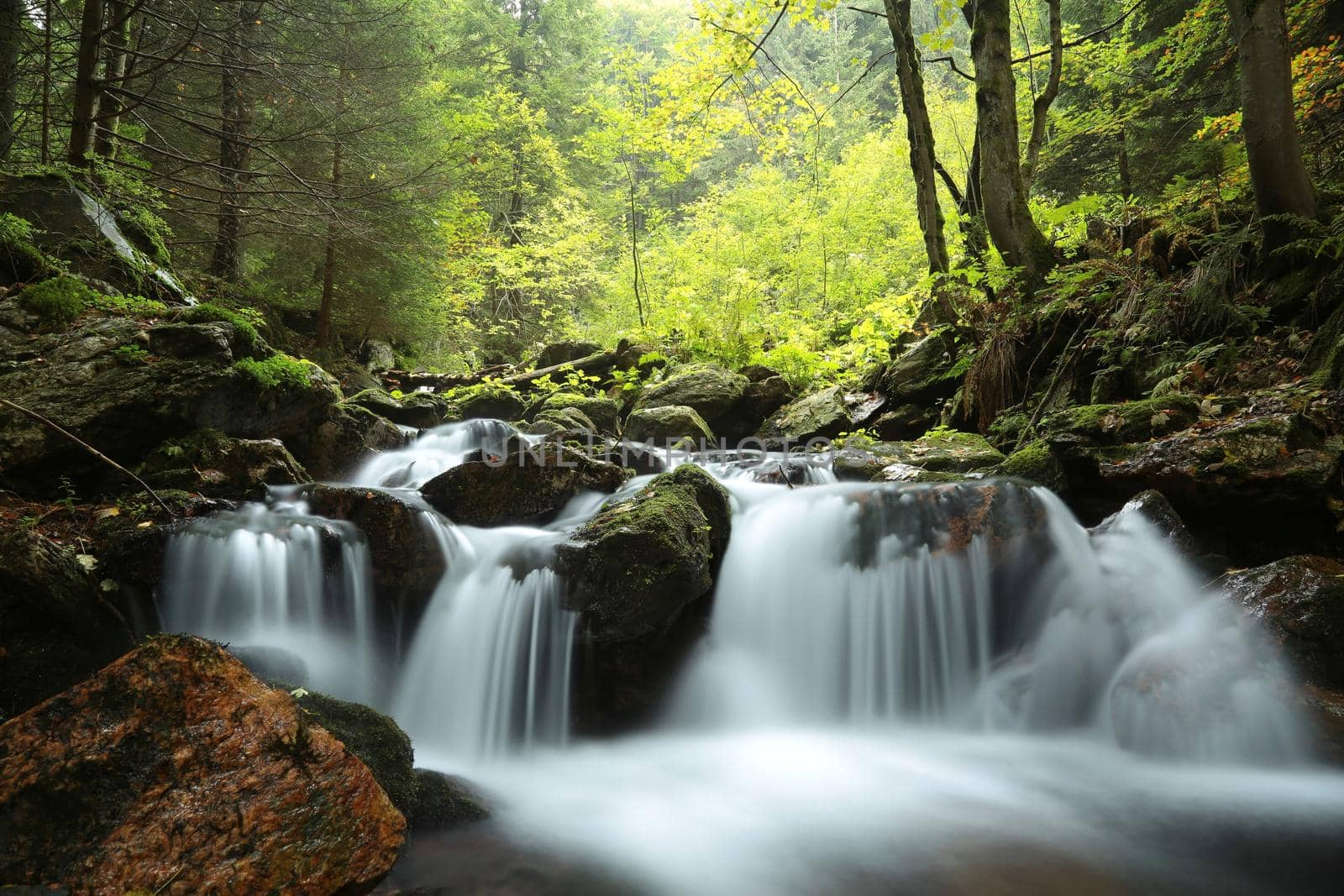 Forest stream flowing down from the mountain.