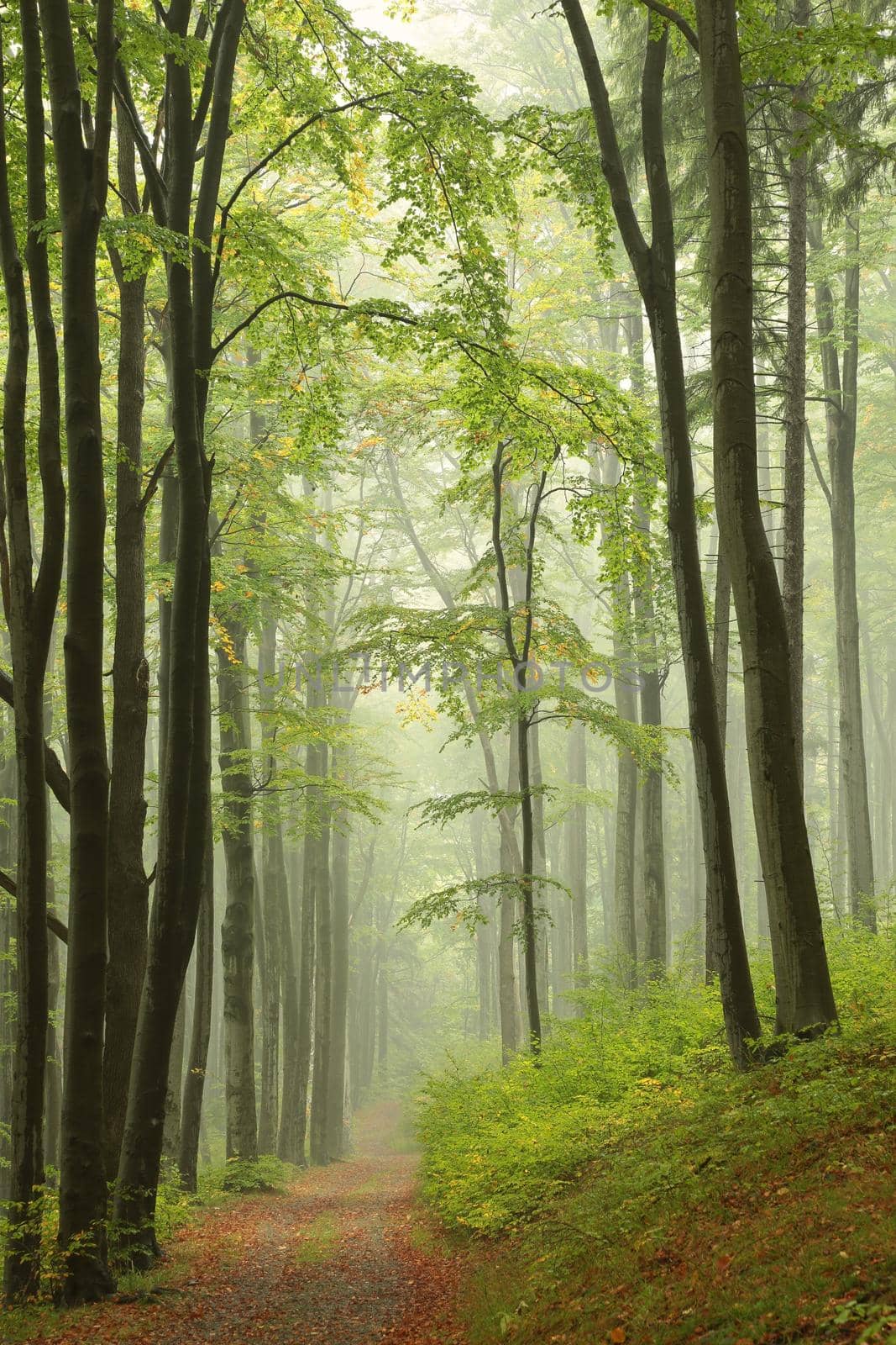 Path among beech trees through an autumn forest in a misty rainy weather.