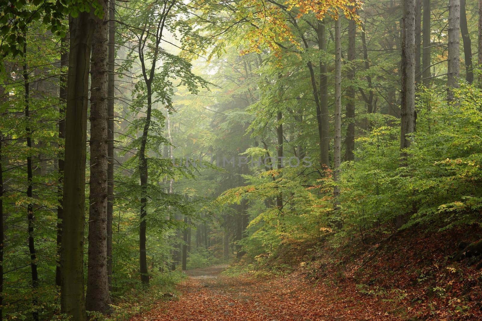 Early autumn forest after rain with mist in the distance.