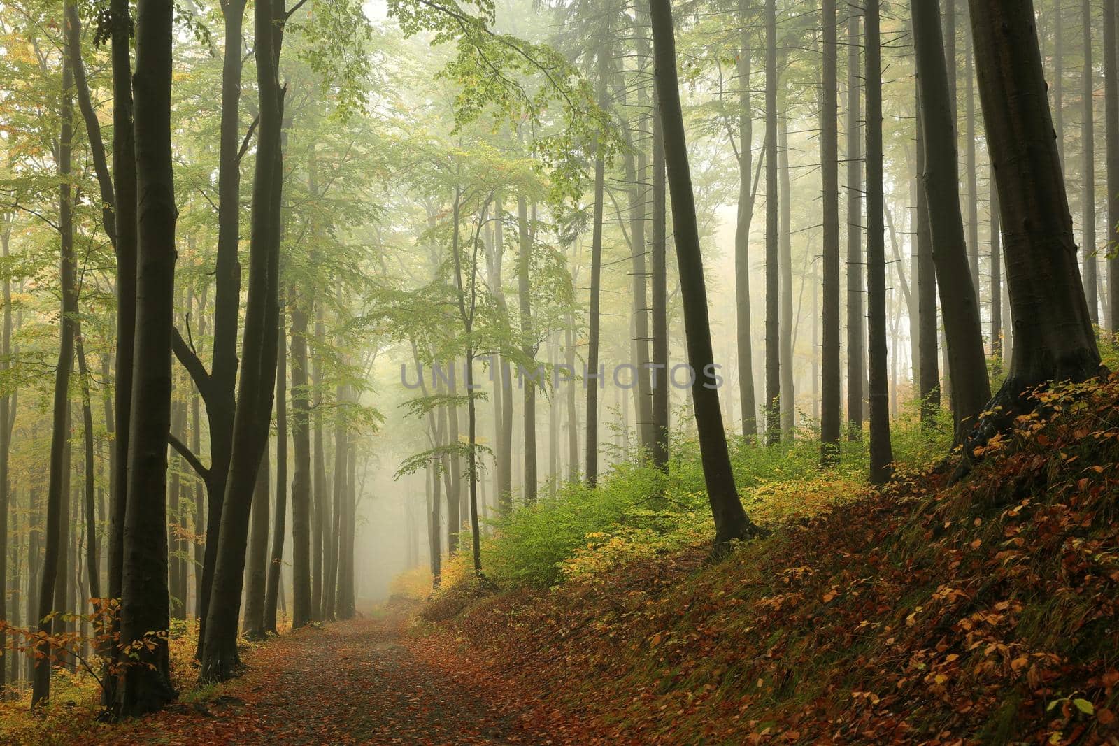 Autumn beech forest by nature78