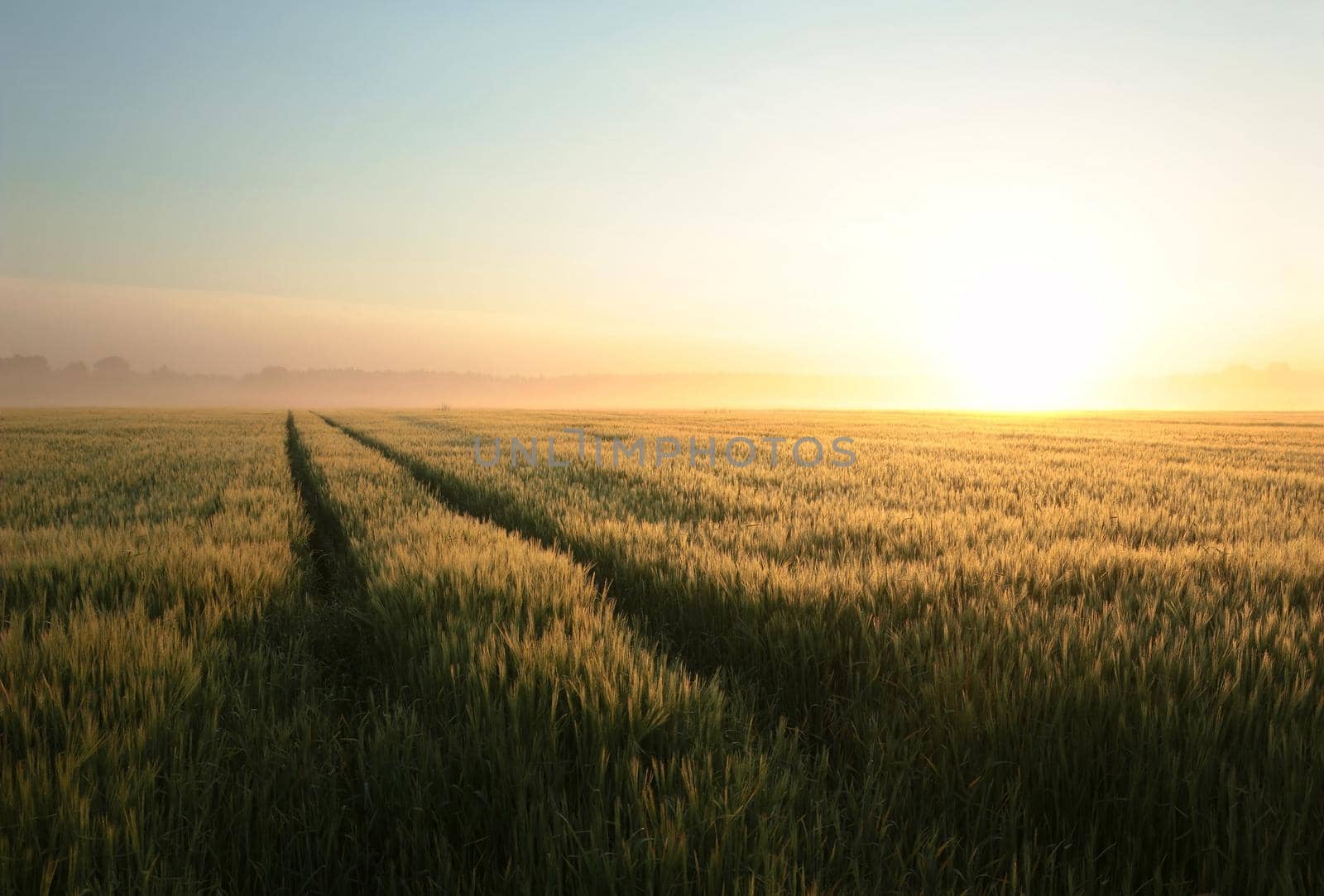 Sunrise over a field of grain in foggy weather.