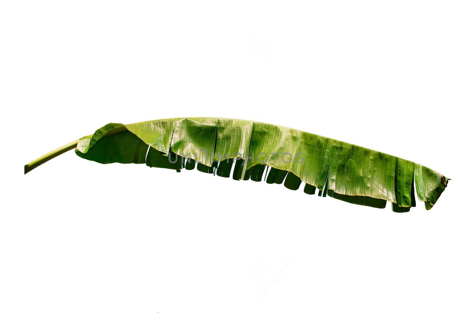 Banana tree The long flat leaves are large and the lower petioles are long sheaths wrapped together into stems, producing bananas. This is a popular fruit isolated on white background.