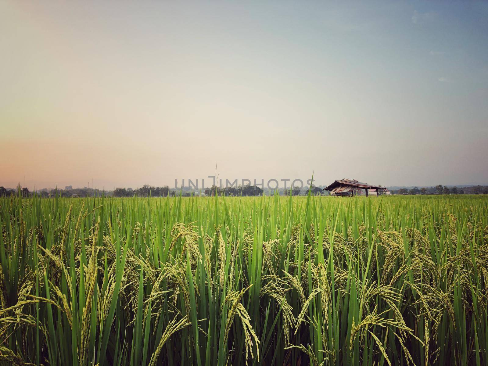 Beautiful green rice field and ear of rice. Close up of rice in the field. by NarinNonthamand