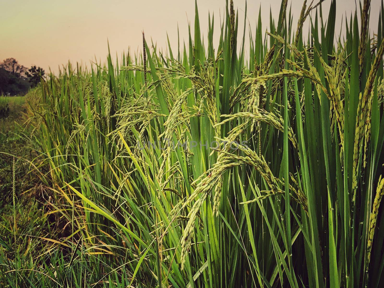 Beautiful green rice field and ear of rice. Close up of rice in the field. by NarinNonthamand