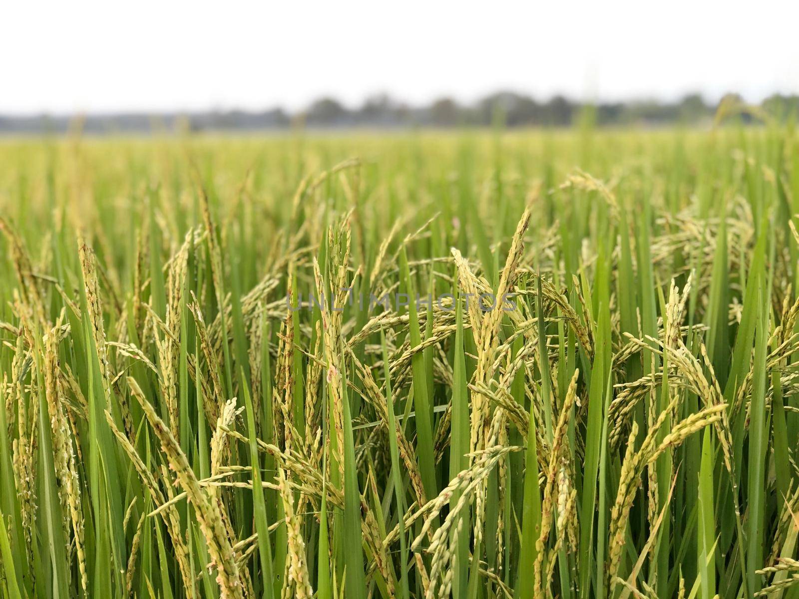 Beautiful green rice field and ear of rice. Close up of rice in the field. by NarinNonthamand