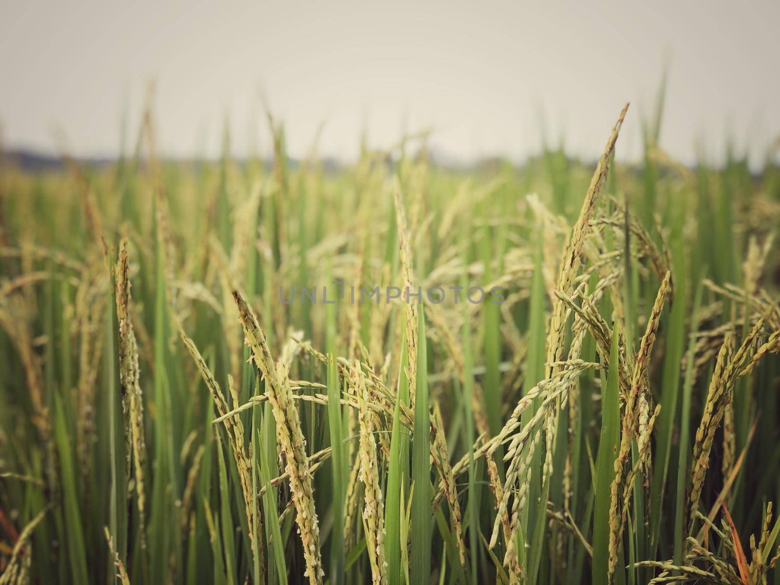 Beautiful green rice field and ear of rice. Close up of rice in the field. by NarinNonthamand