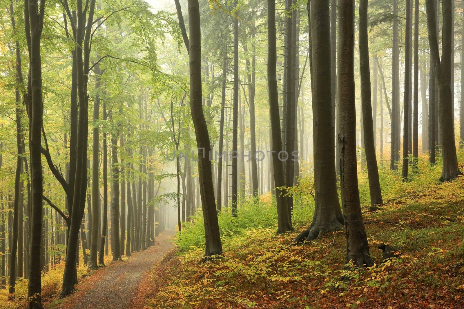 Autumn beech forest by nature78