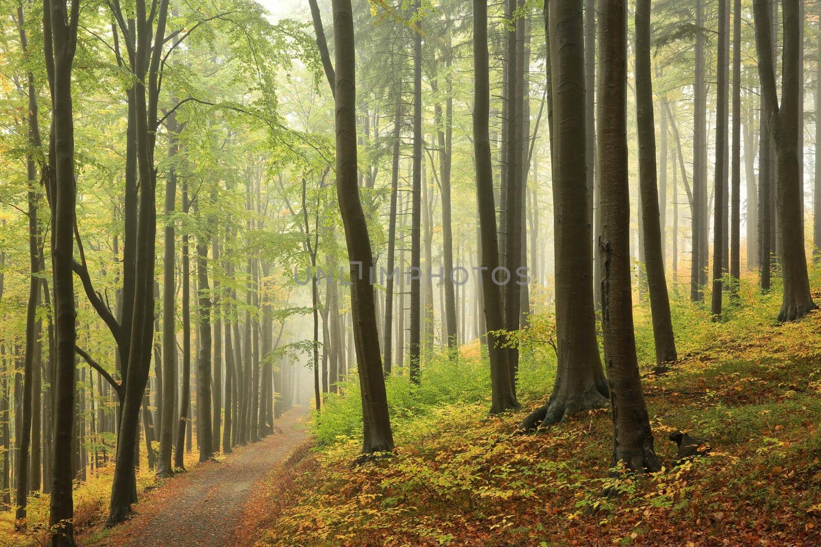 Beech trees in autumn forest on a foggy, rainy weather.