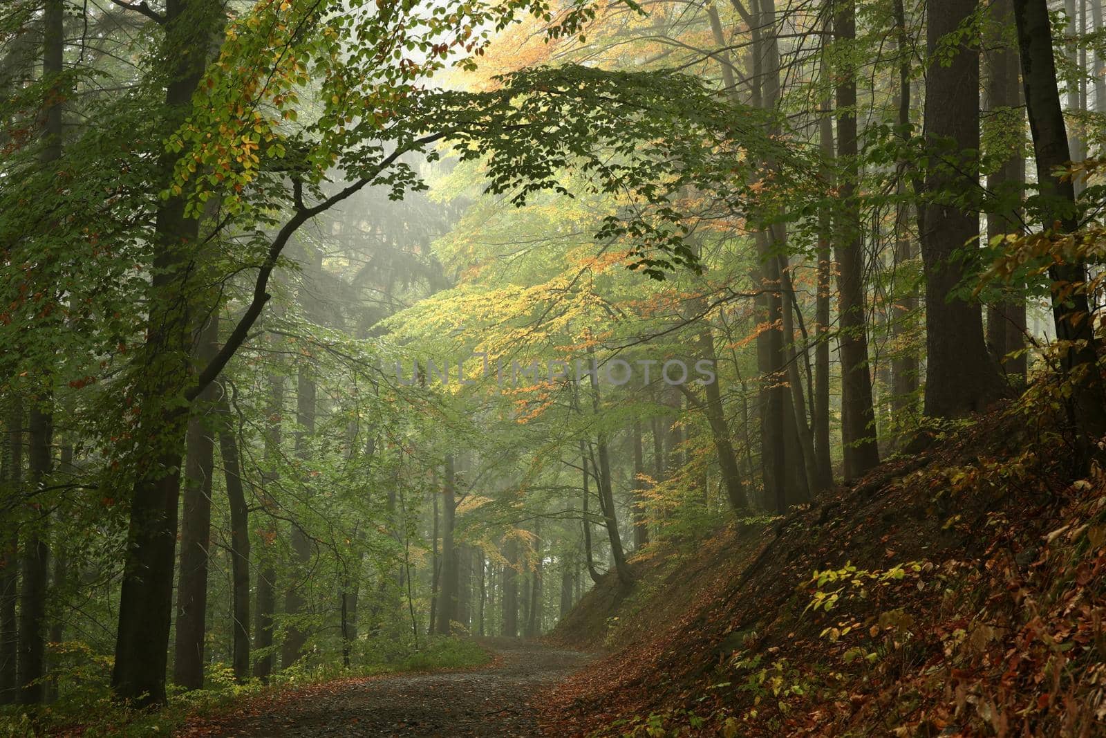 Path among beech trees through an autumn forest in a misty rainy weather.