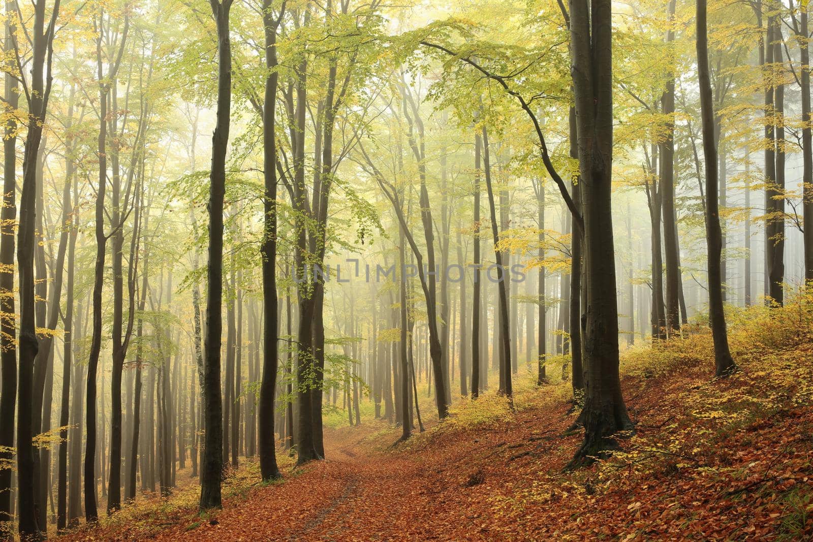 Beech trees in autumn forest on a foggy, rainy weather.