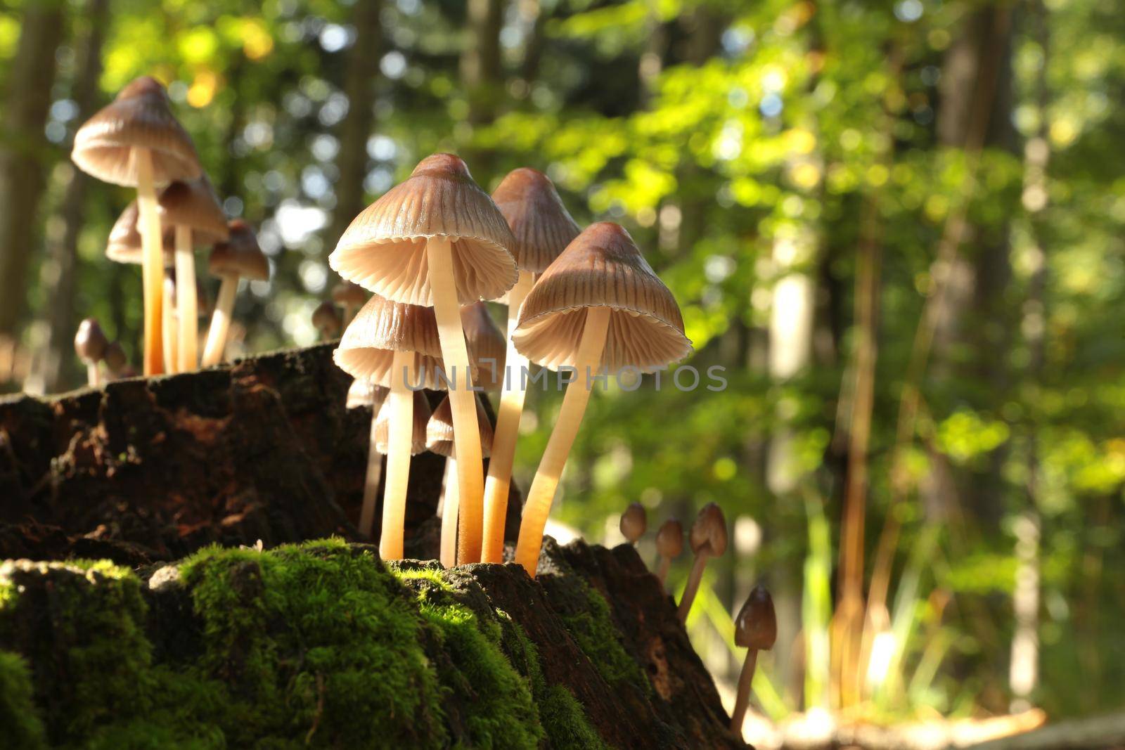 Family of mushrooms on a tree trunk.