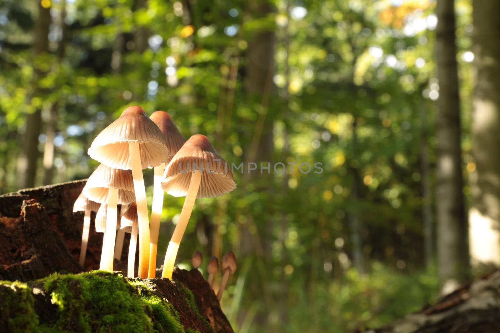 Family of mushrooms on a tree trunk.