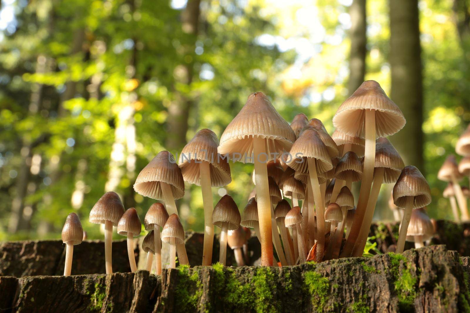 Family of mushrooms on a tree trunk.