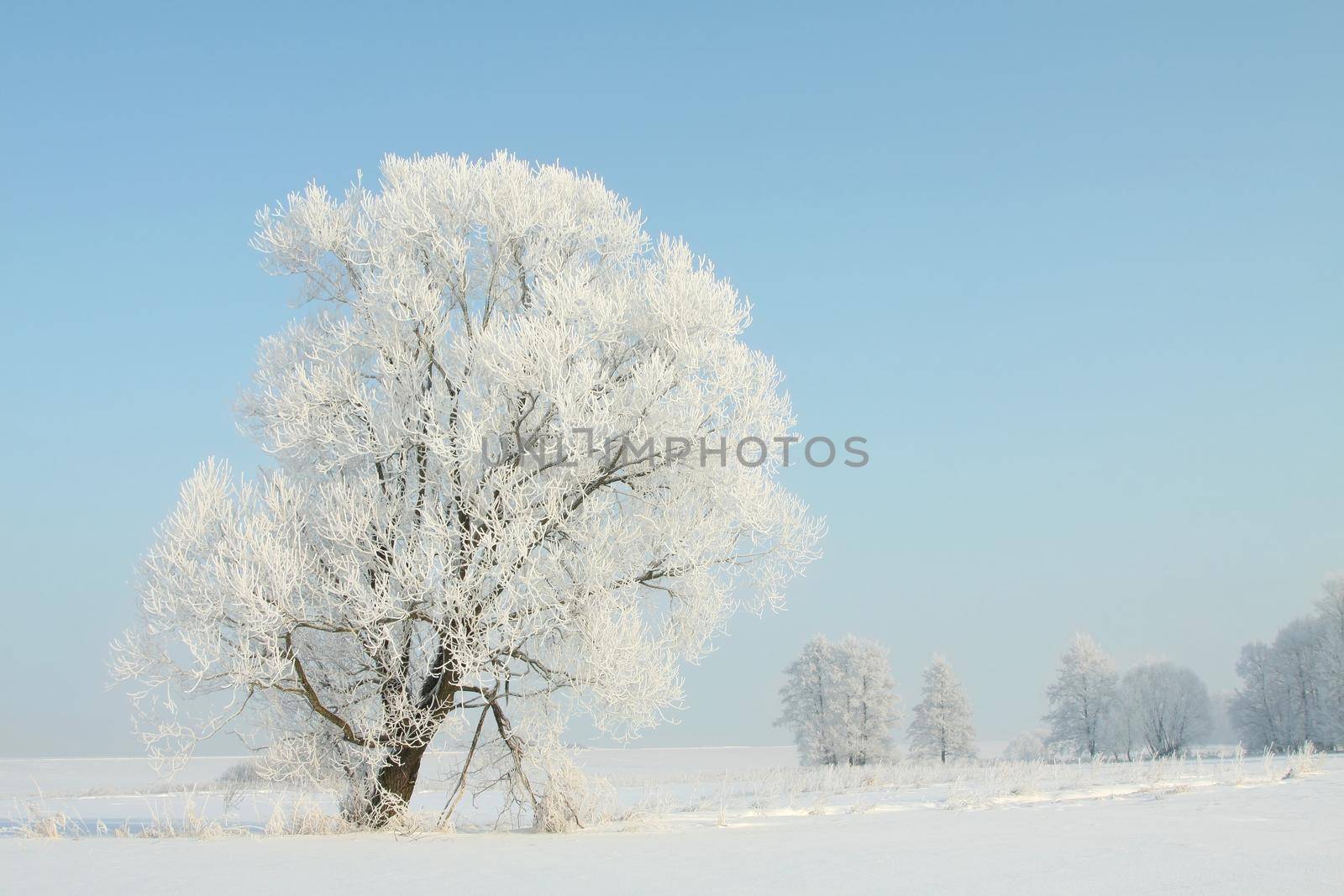 Frosty winter trees against the blue sky at sunrise.