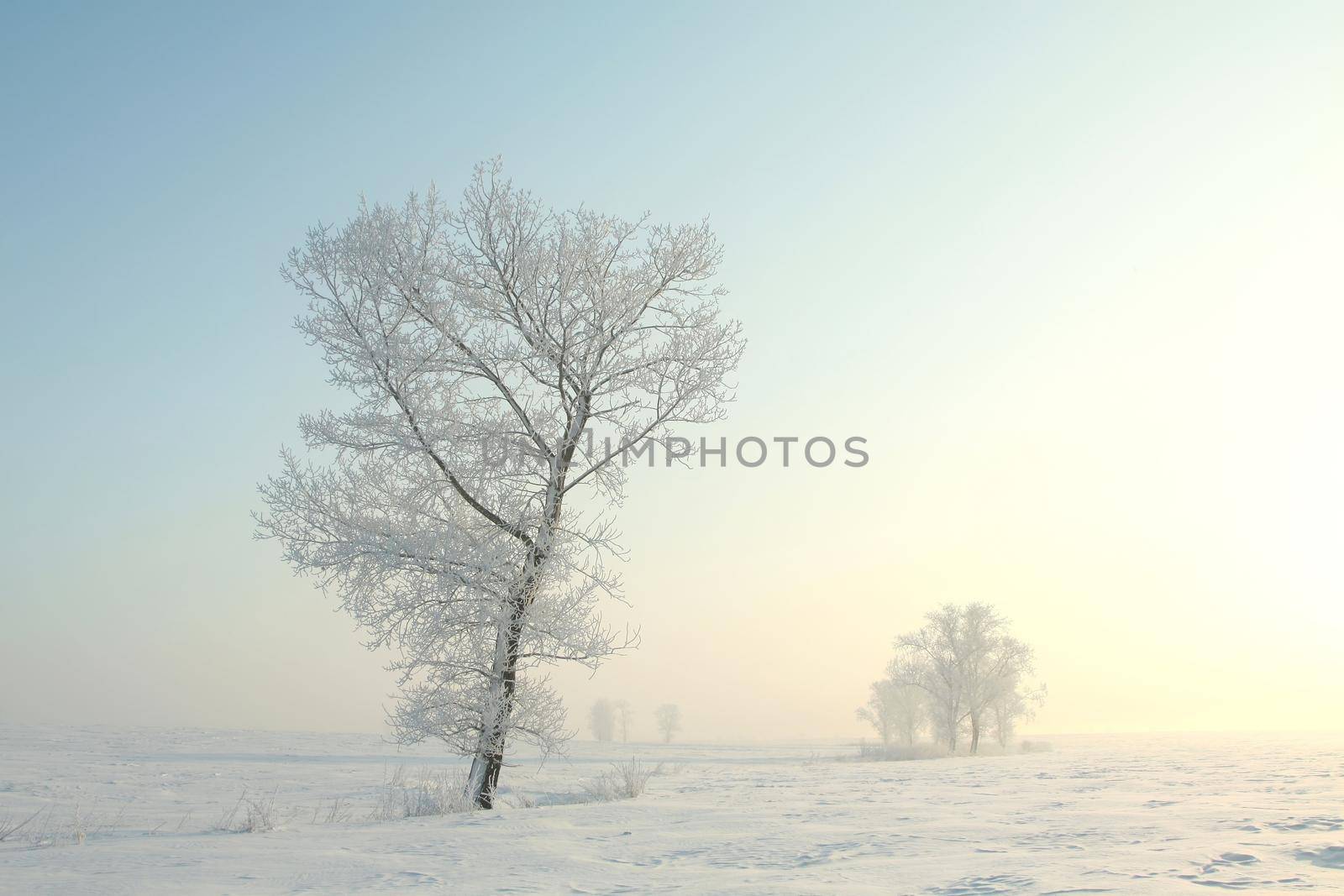 Frosty winter trees against the blue sky at sunrise.