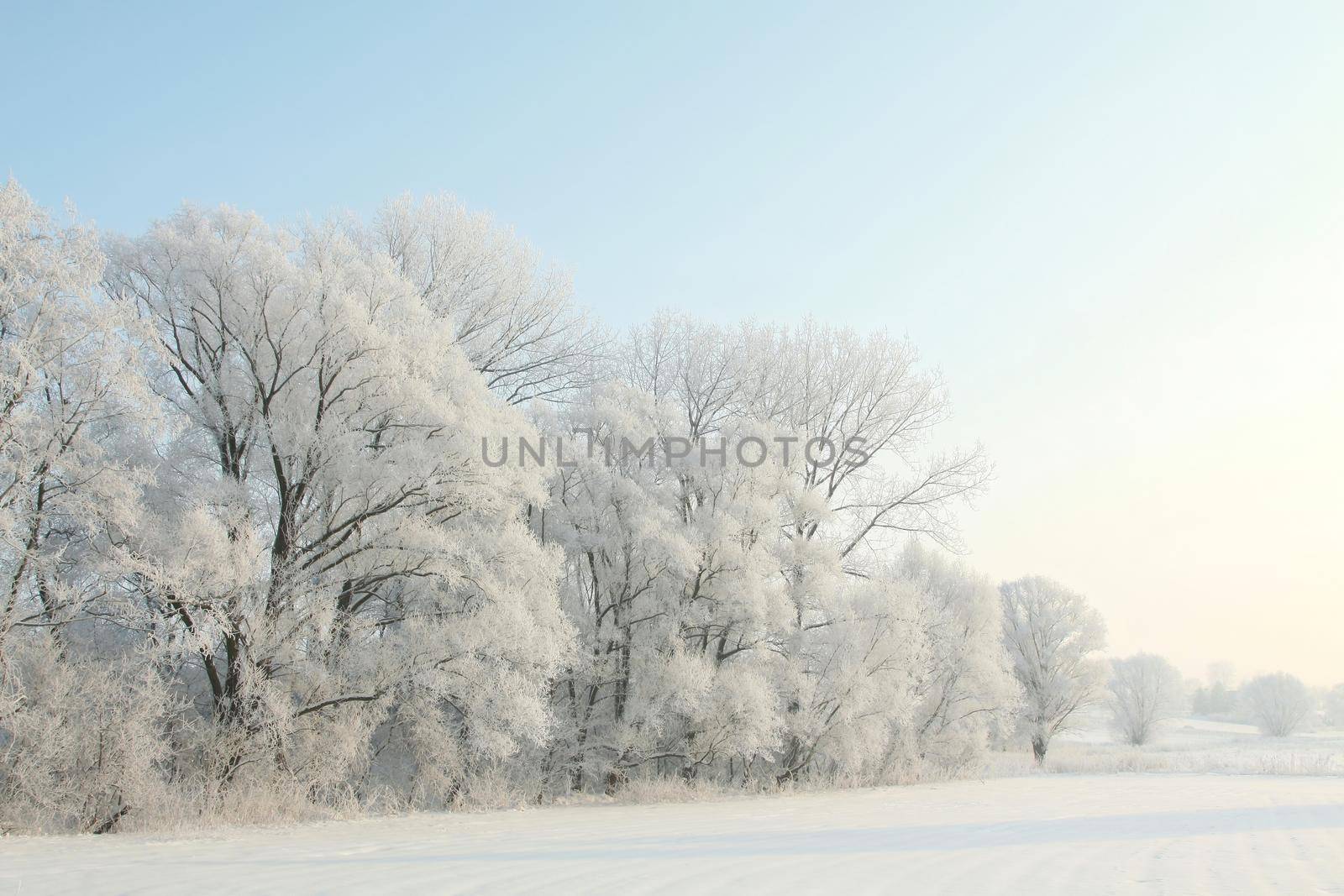 Frosty winter trees against a blue sky at dawn.