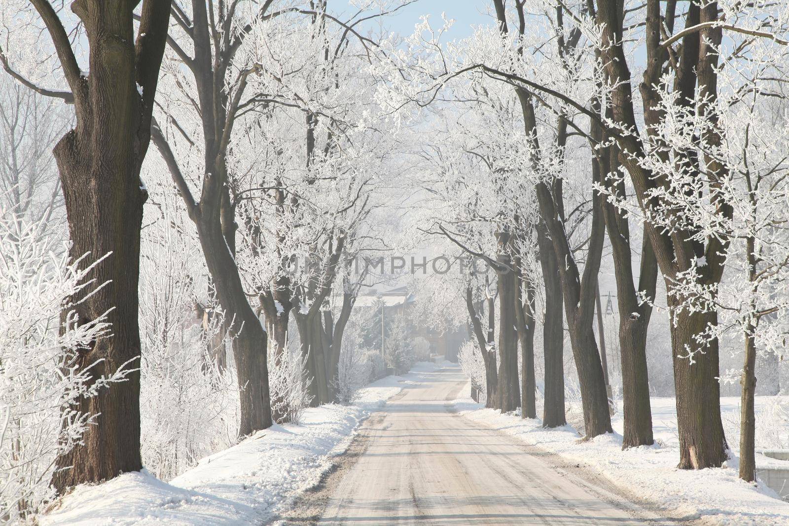 Winter rural road between the trees covered with frost at dawn.