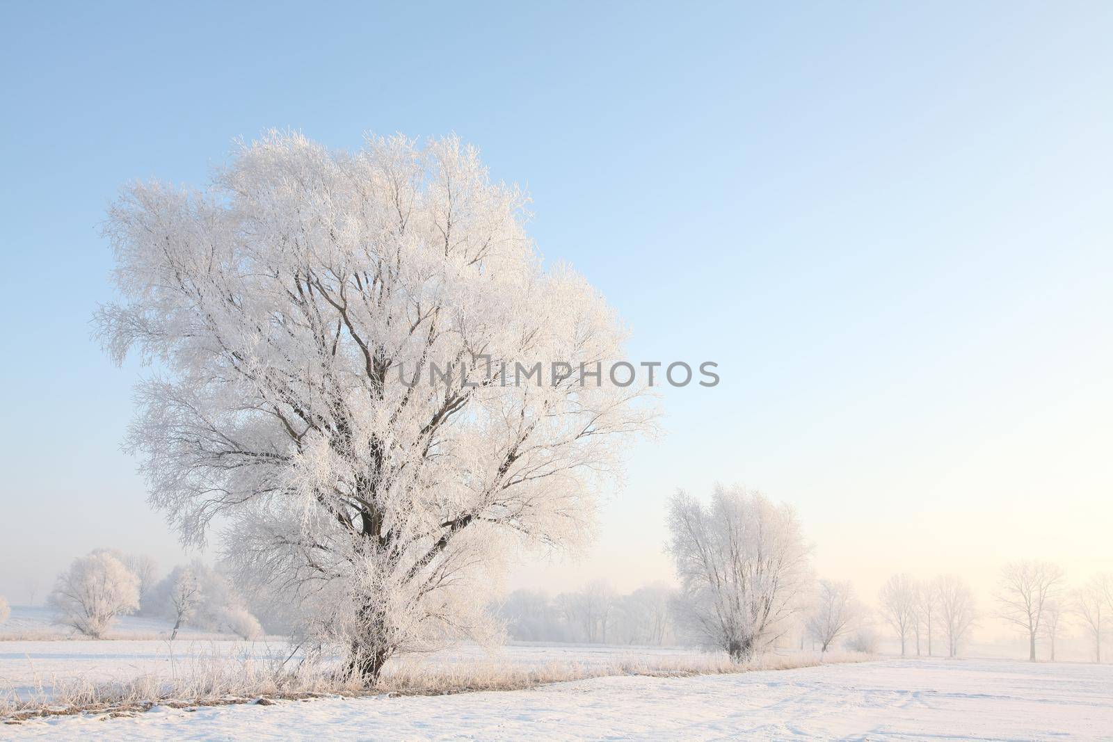 Frosty winter trees against the blue sky at sunrise.
