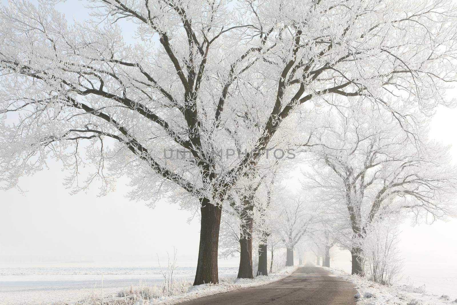 Winter rural road between the trees covered with frost at dawn.