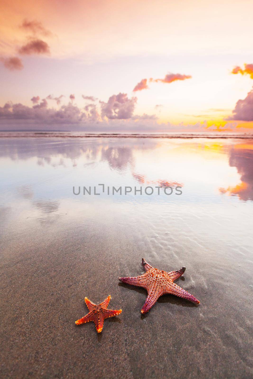 Two starfish on sea beach at sunset, Bali, Seminyak, Double six beach