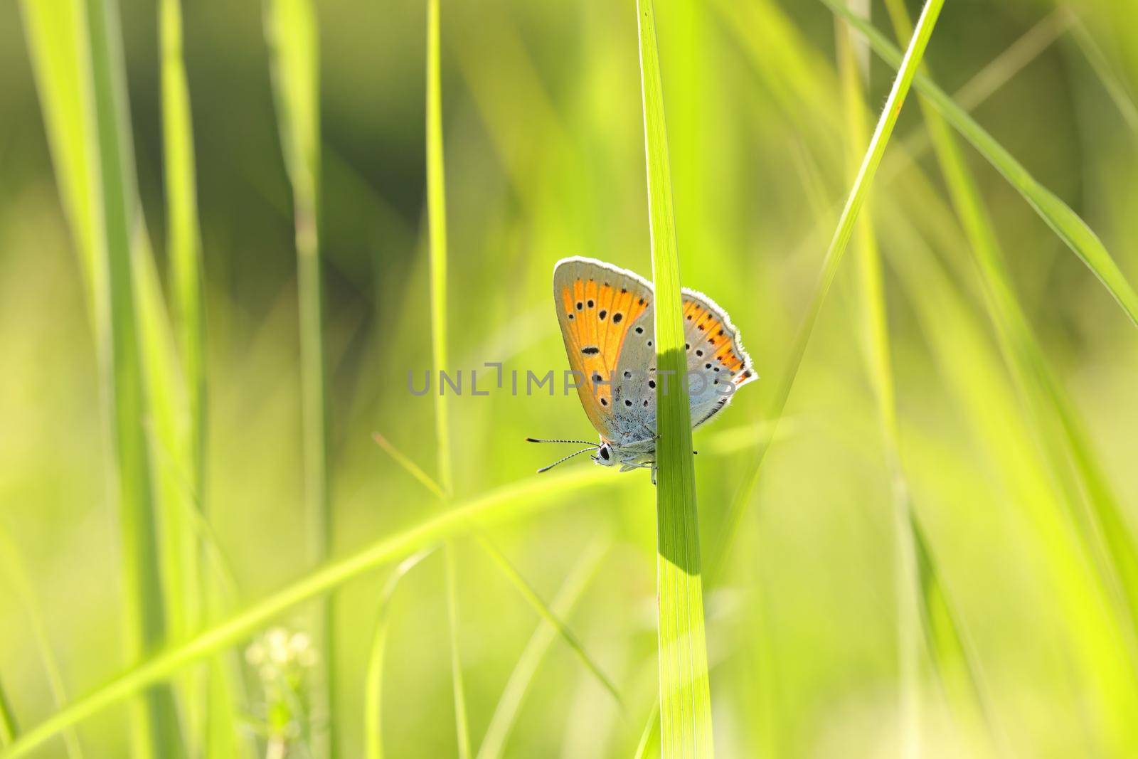 Butterfly on a spring meadow in the sunshine