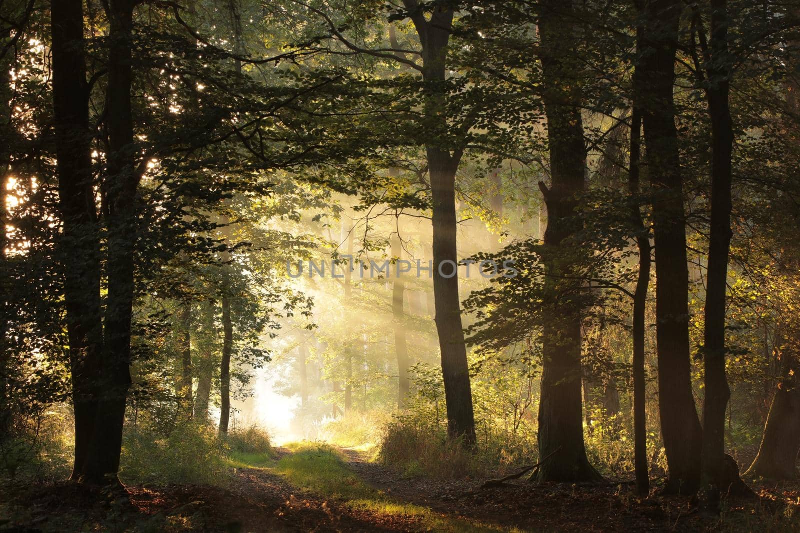 Country road through the autumn forest on a foggy morning.