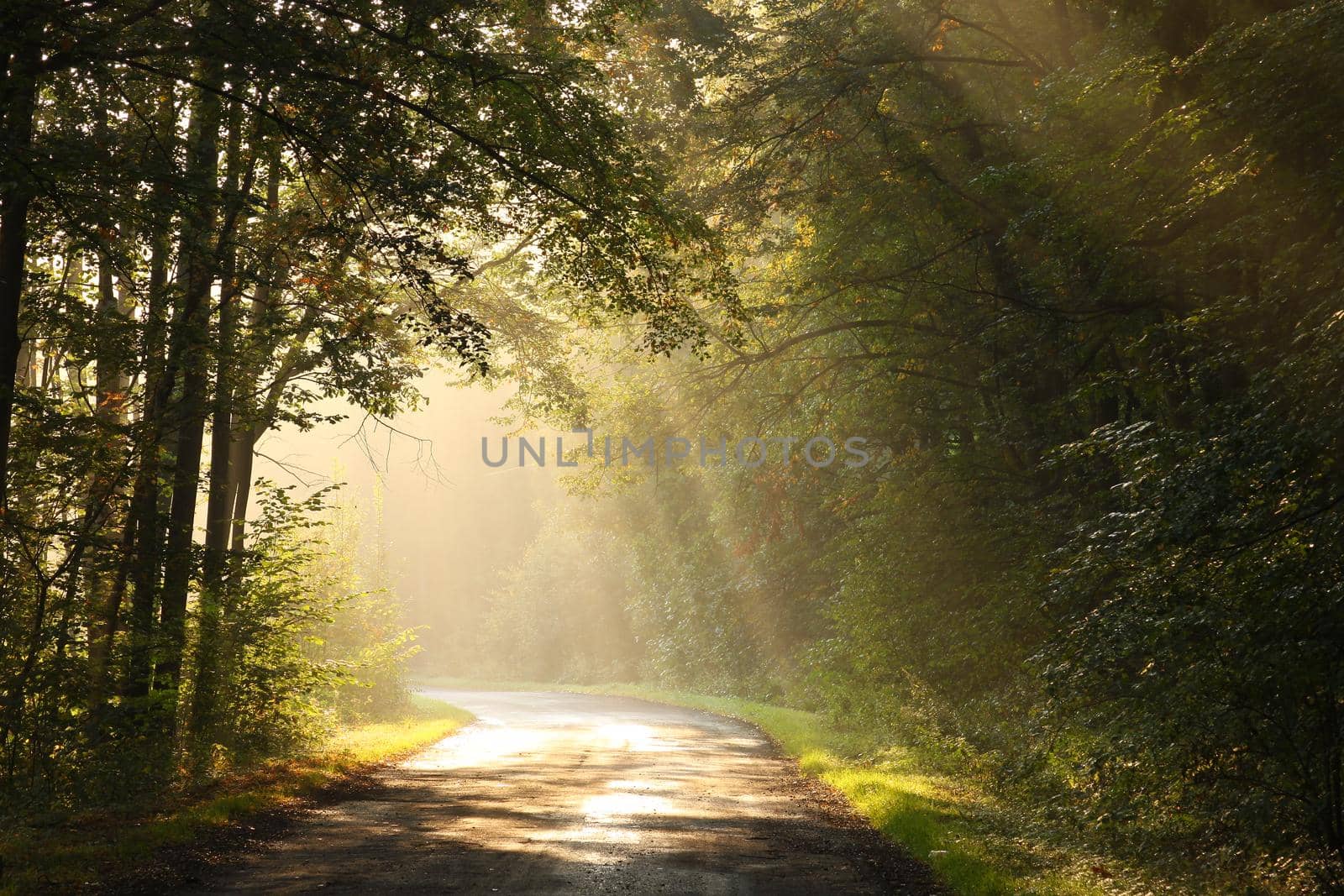 Country road through the autumn forest on a foggy morning.