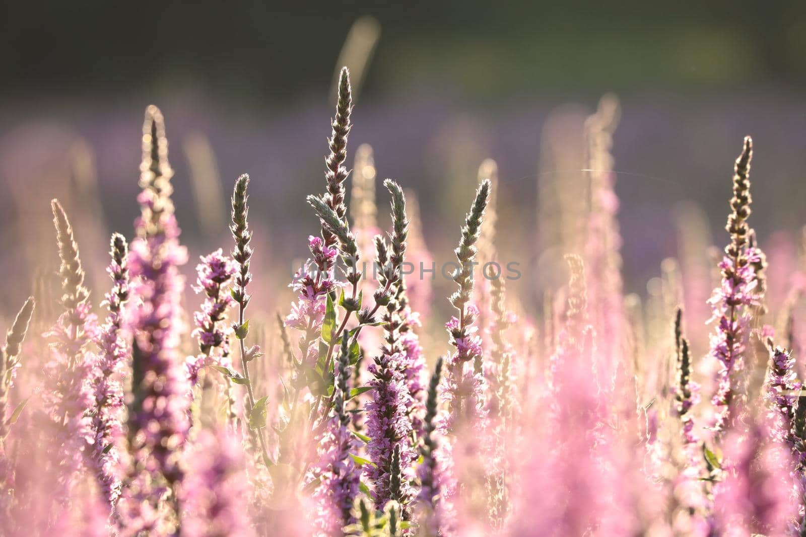 Loosestrife (Lythrum salicaria) on a meadow at dawn.