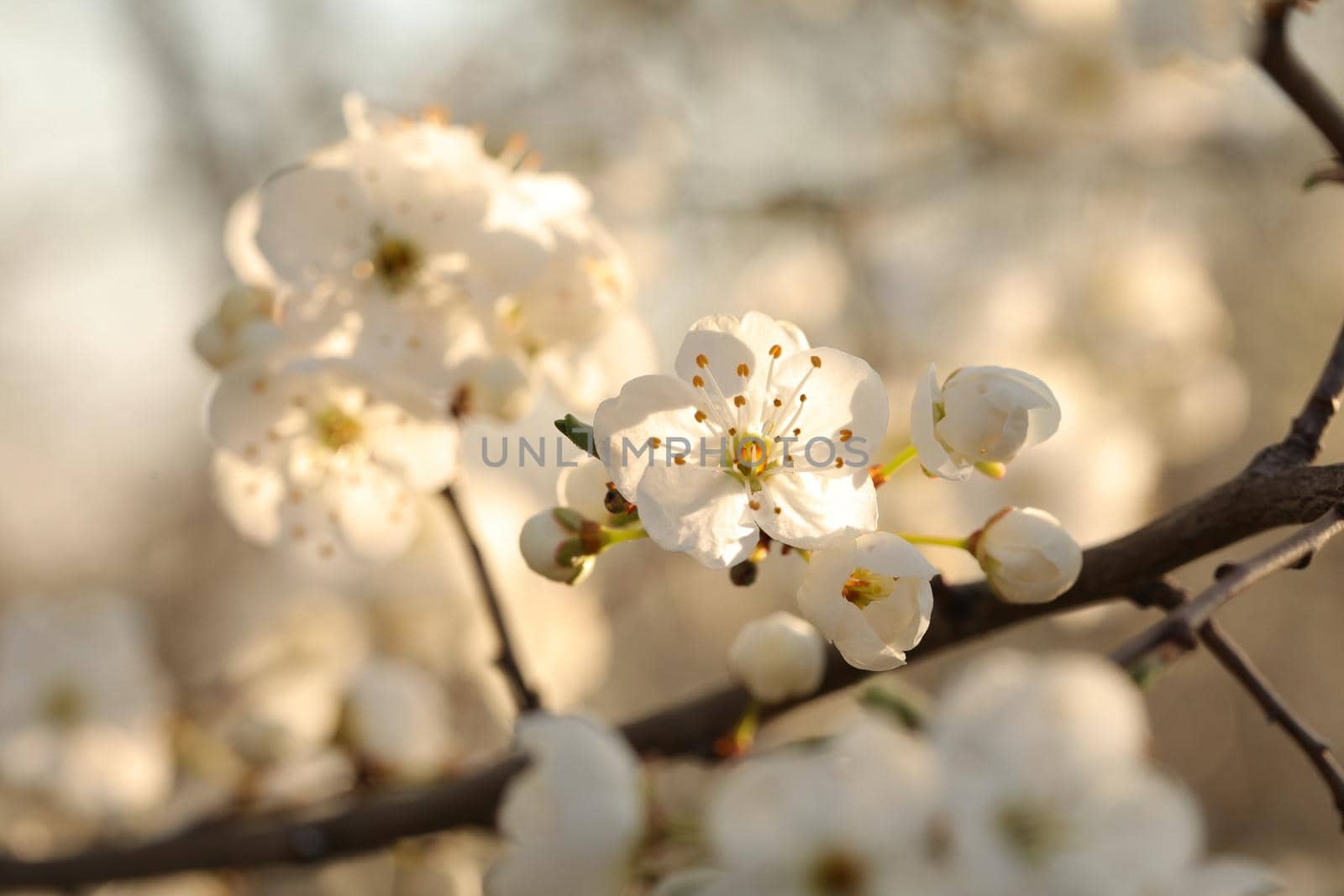 Spring flowers blooming on a tree.