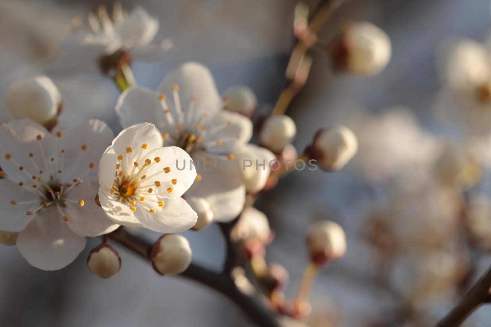 Spring flowers blooming on a tree.