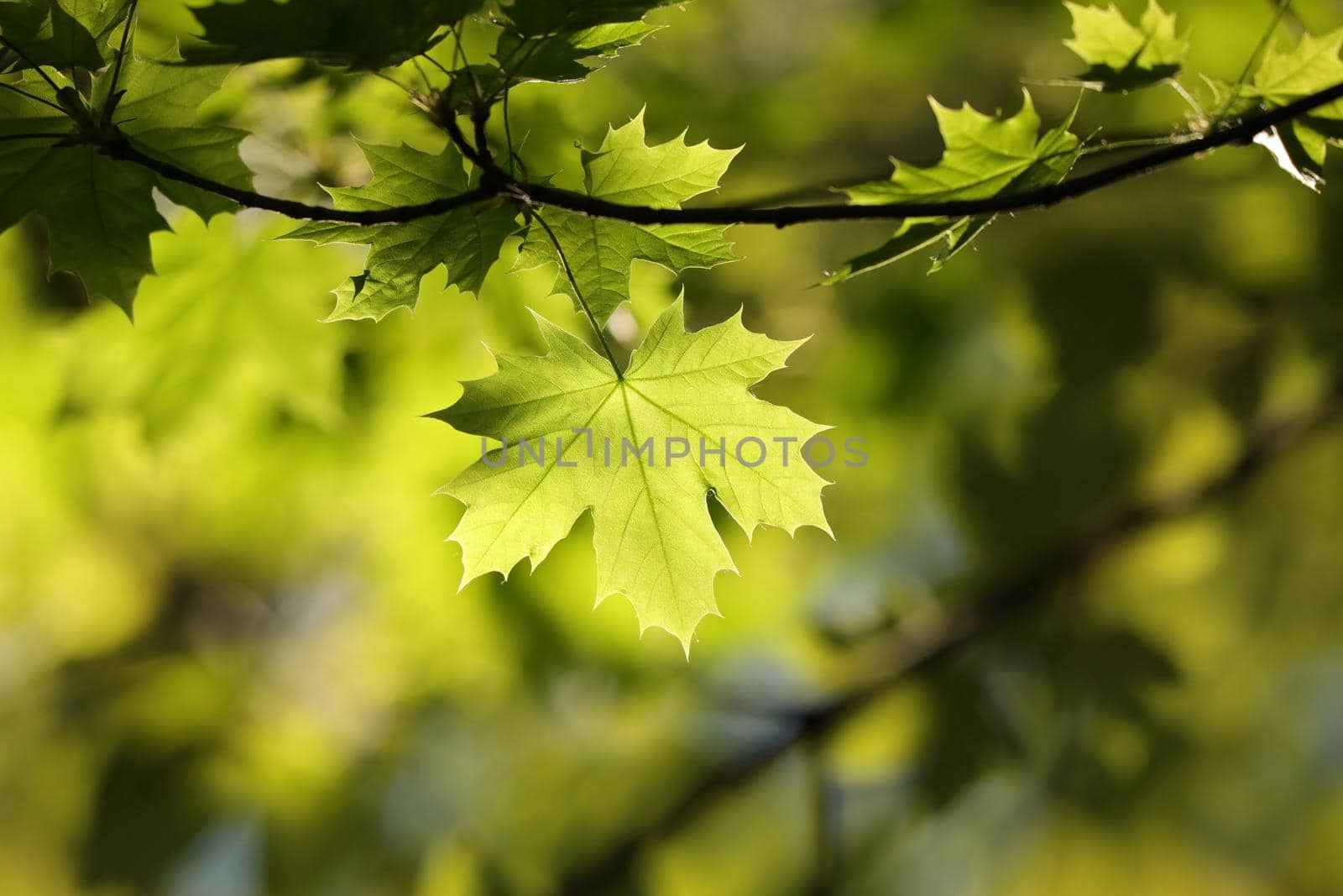 Spring maple leaves in the forest.