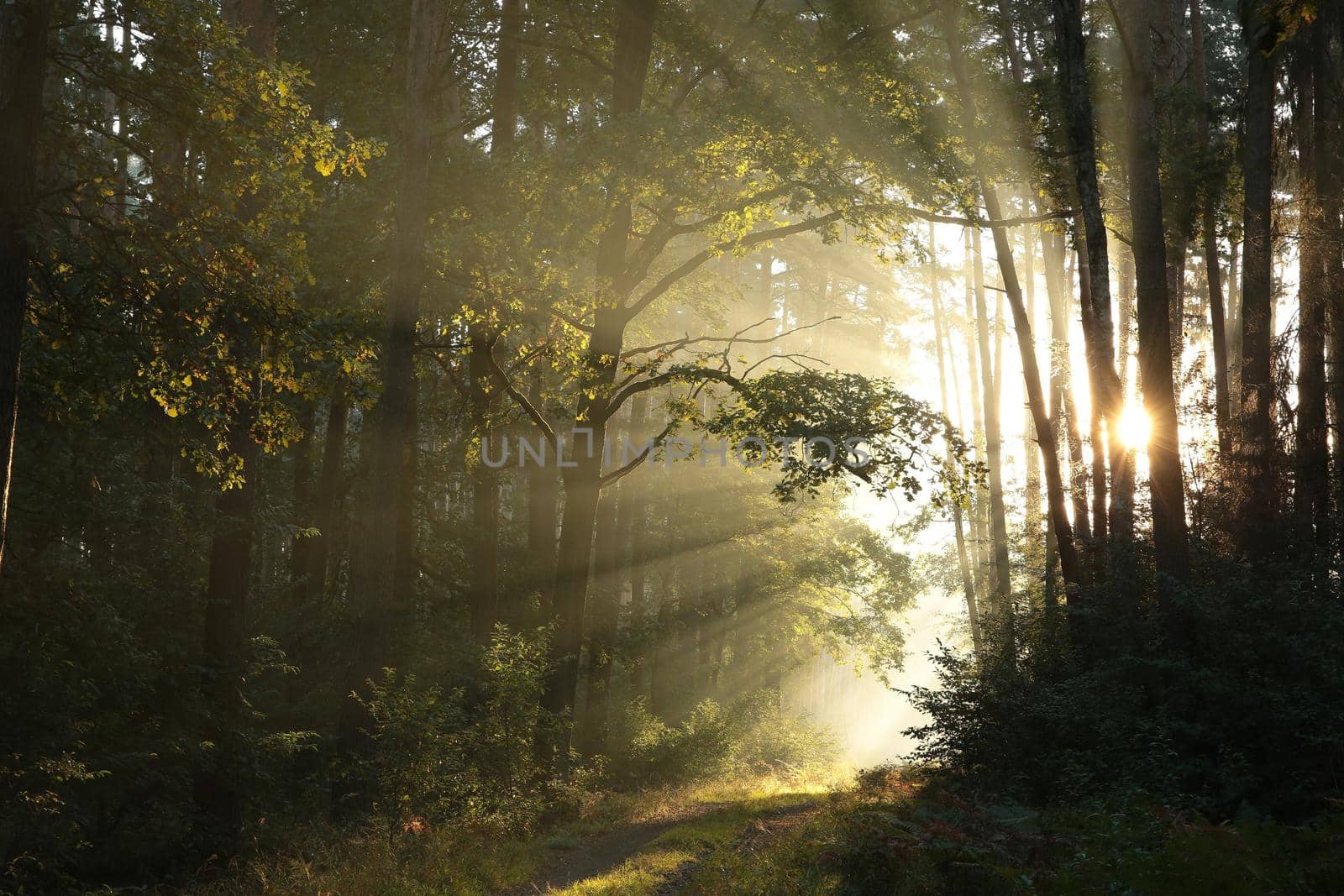 Trail through the autumn forest on a foggy morning