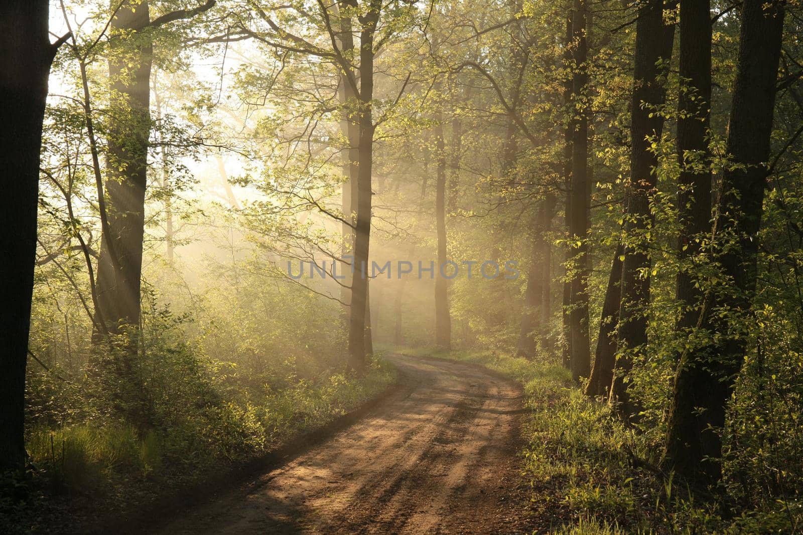 Country road through the spring forest at sunrise in misty weather.