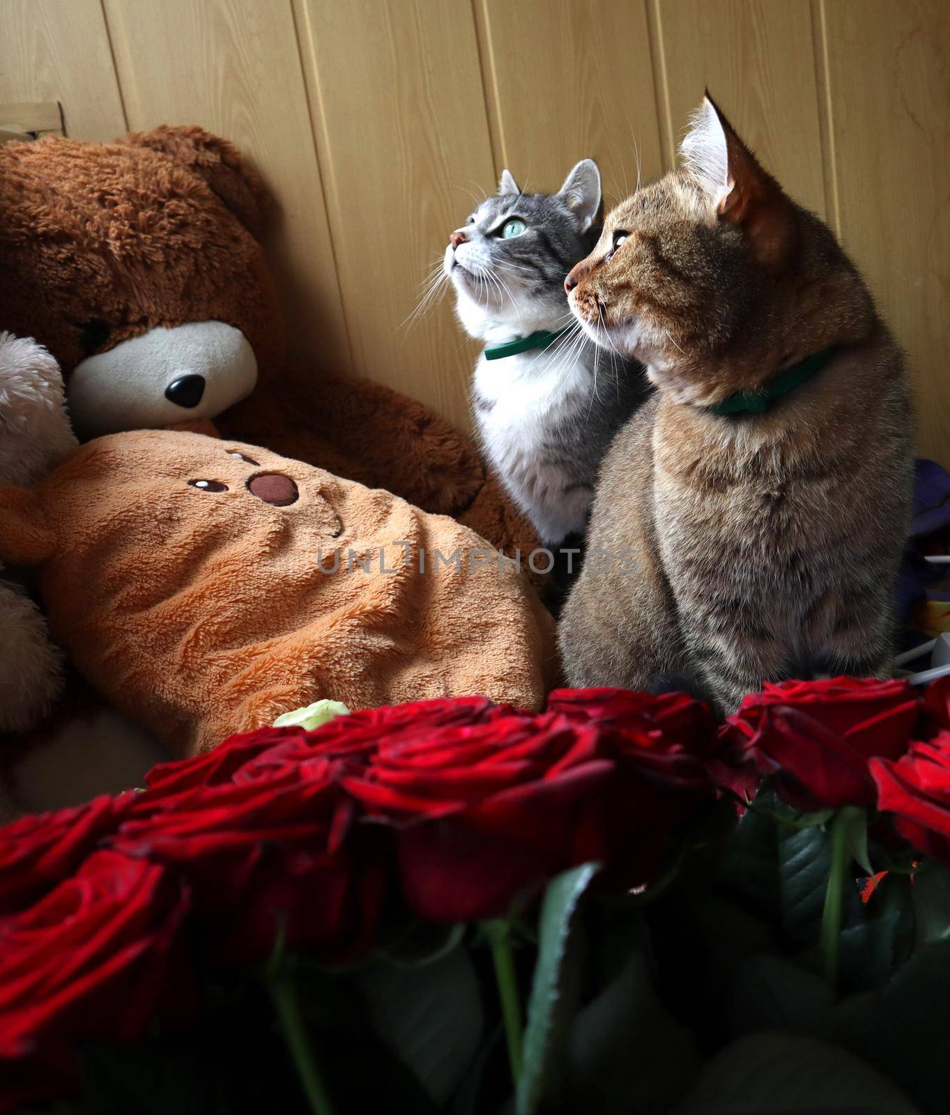 Gray and red cat sitting among the soft toys on the couch and looking out the window. A bouquet of red roses near the sofa