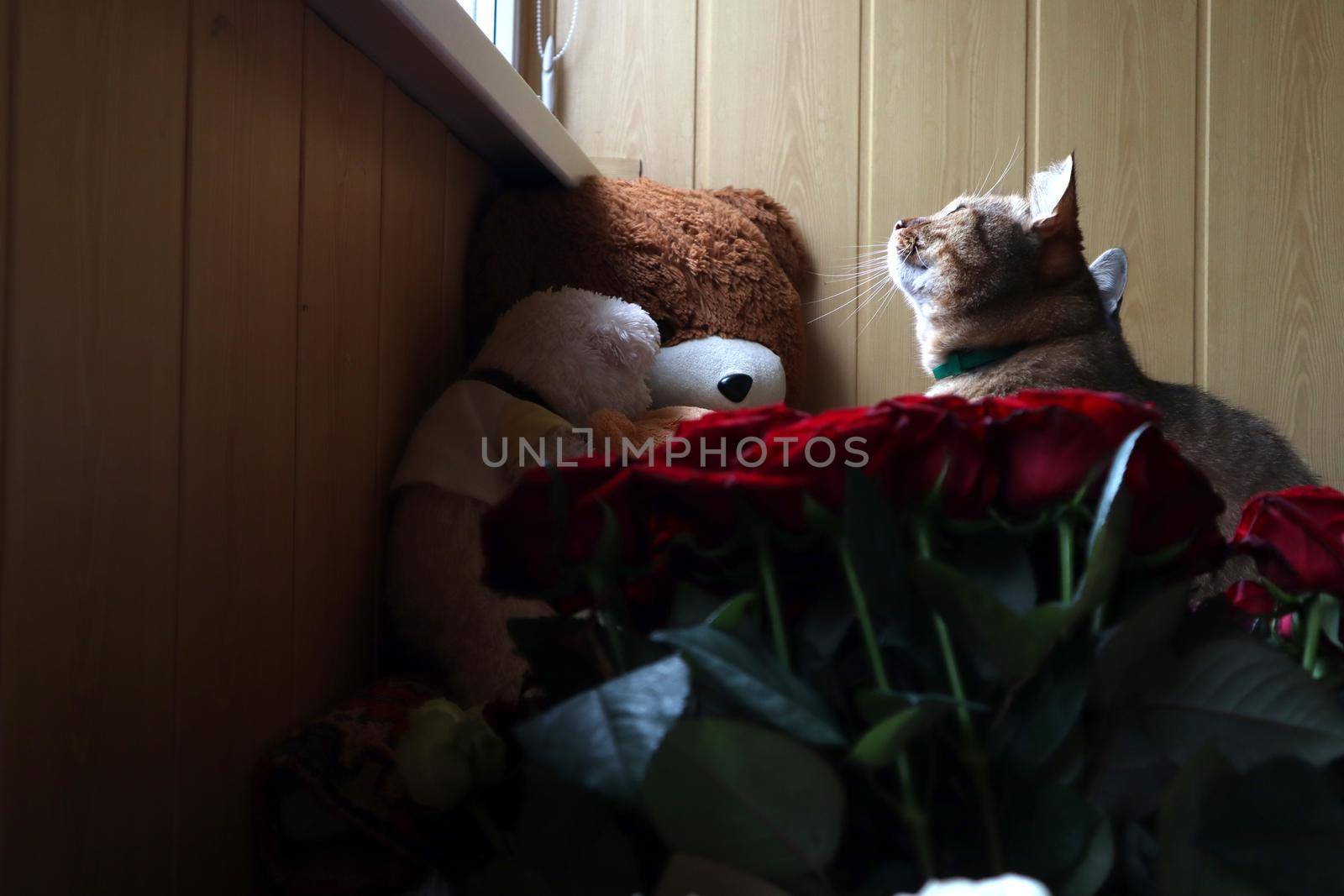 A cat sits on a sofa and looks out the window in the foreground of a red rose