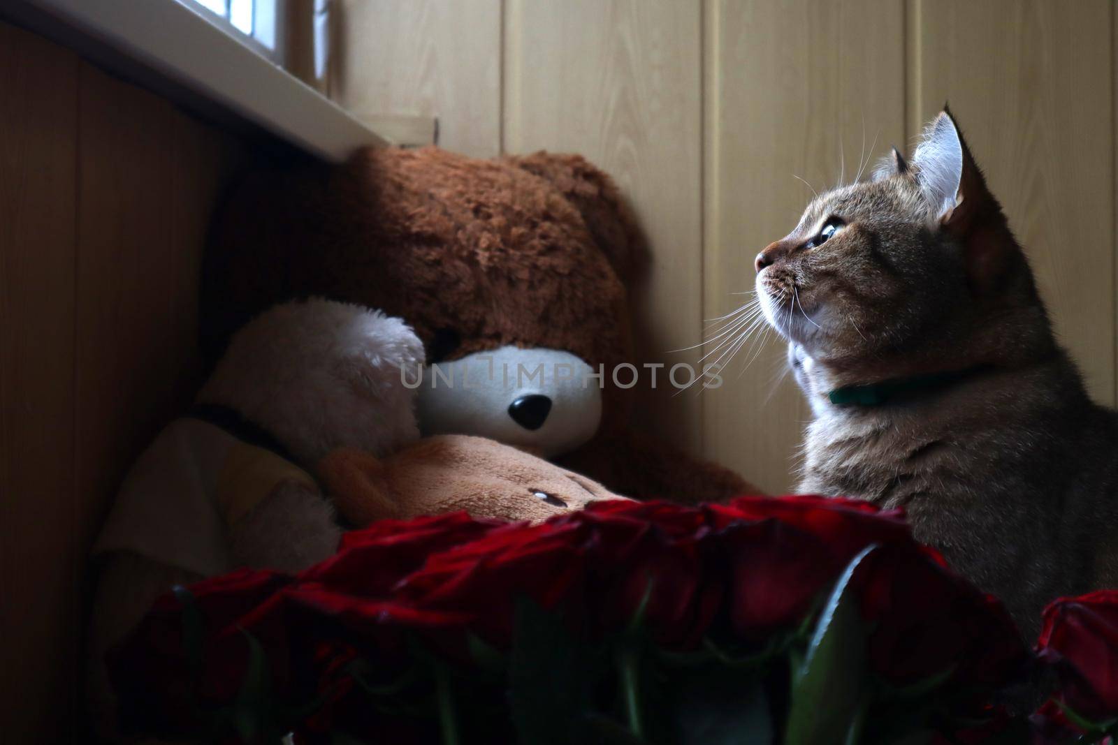 A cat sits on a sofa and looks out the window in the foreground of a red rose