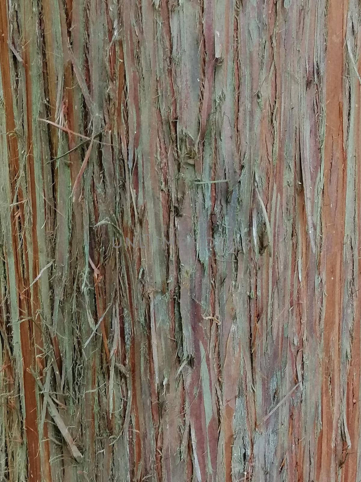 Close up of colorful old red wood with mossy textured pattern