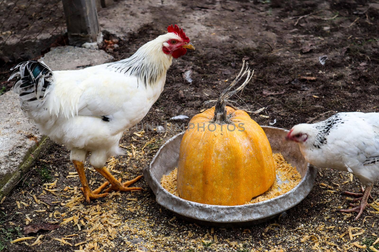 Hens peck grain from an iron bowl in the yard. In an iron bowl is half a sliced ​​yellow pumpkin