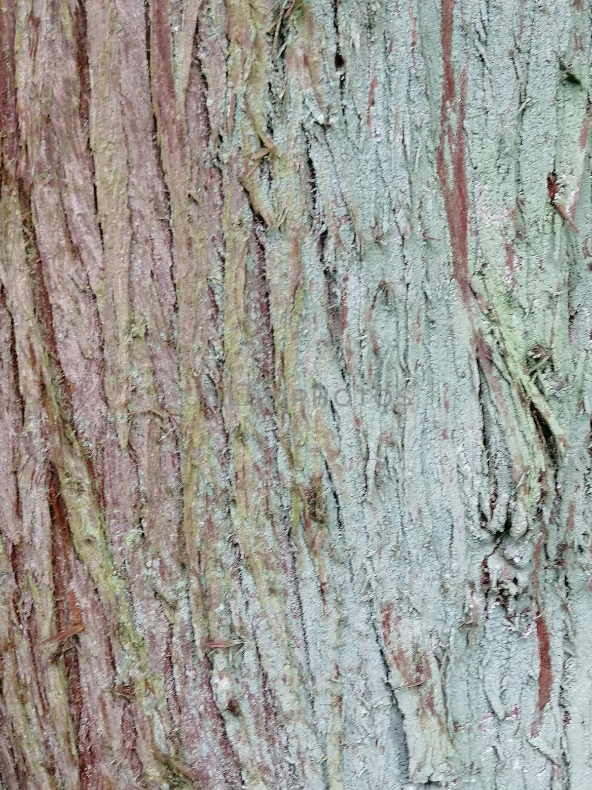 Close up of colorful old wood with mossy textured pattern