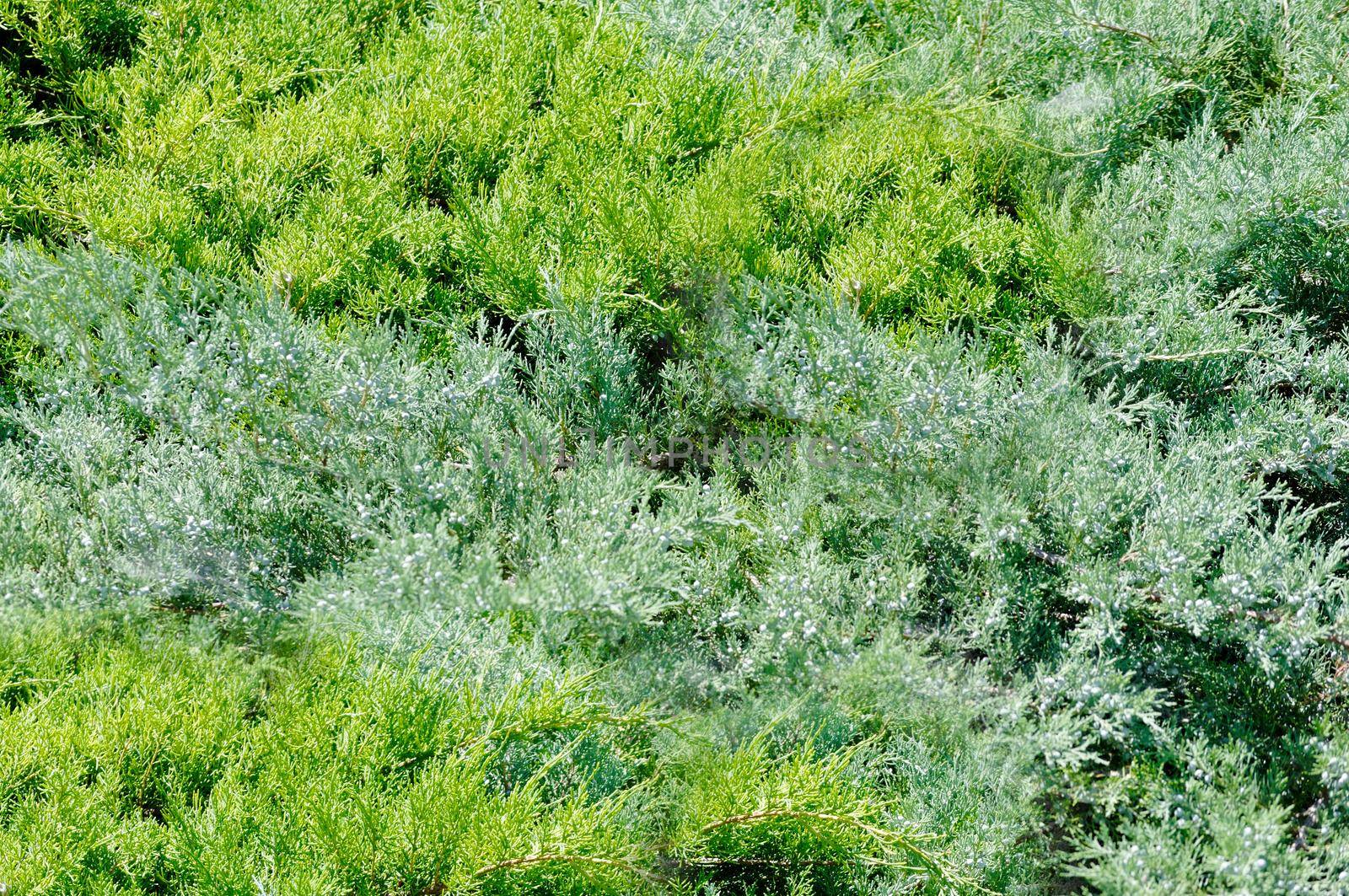 Evergreen coniferous outdoor close-up.Texture or background