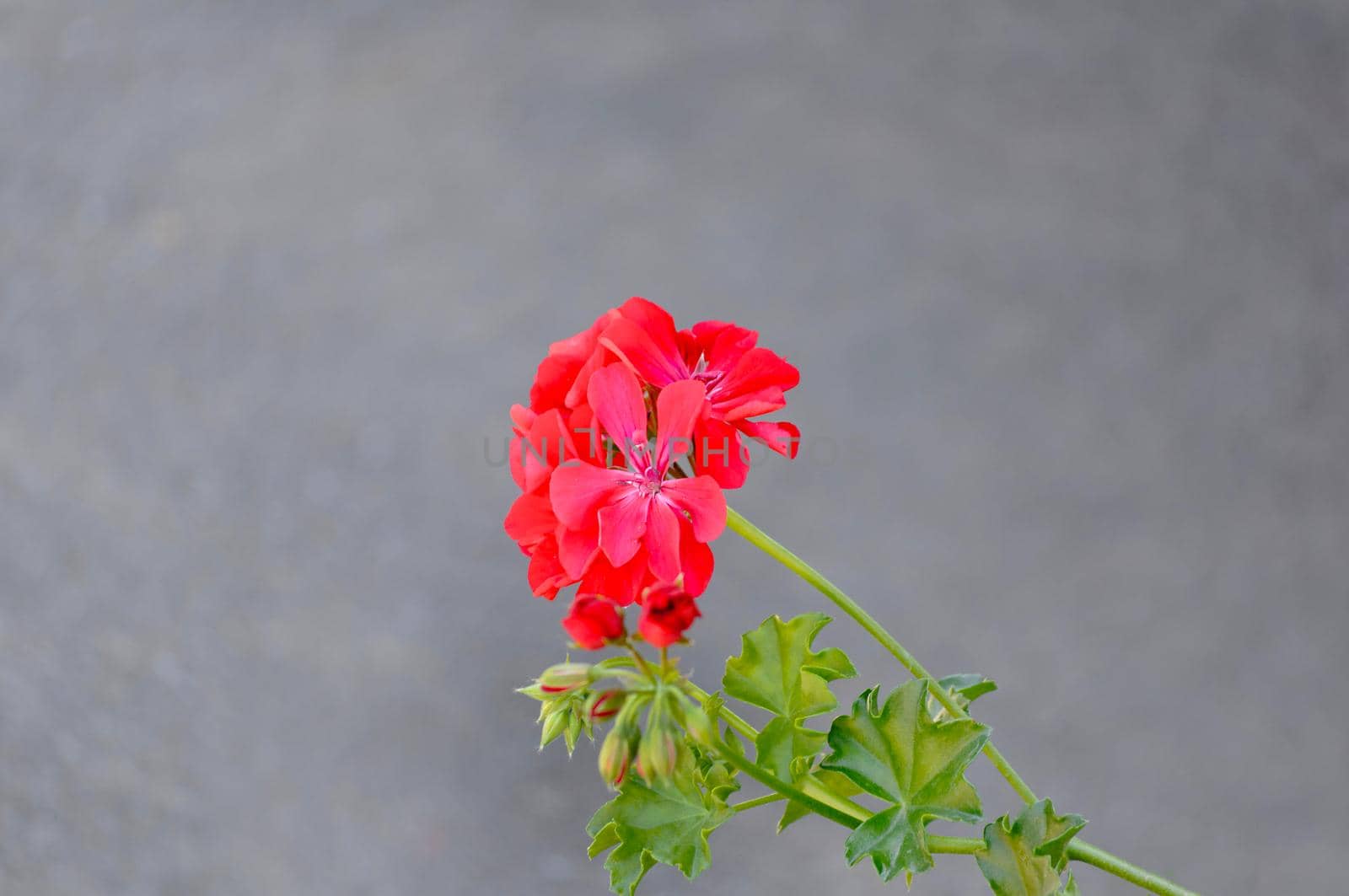 Red small blooming flower on a gray background close-up.Texture or background