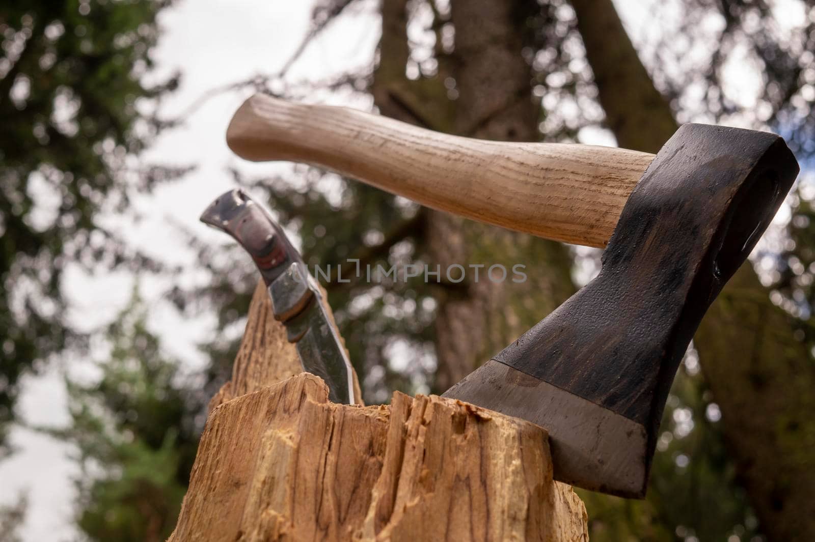Chopper or axe standing upright in an old tree stump outdoors against a woodland background in spring