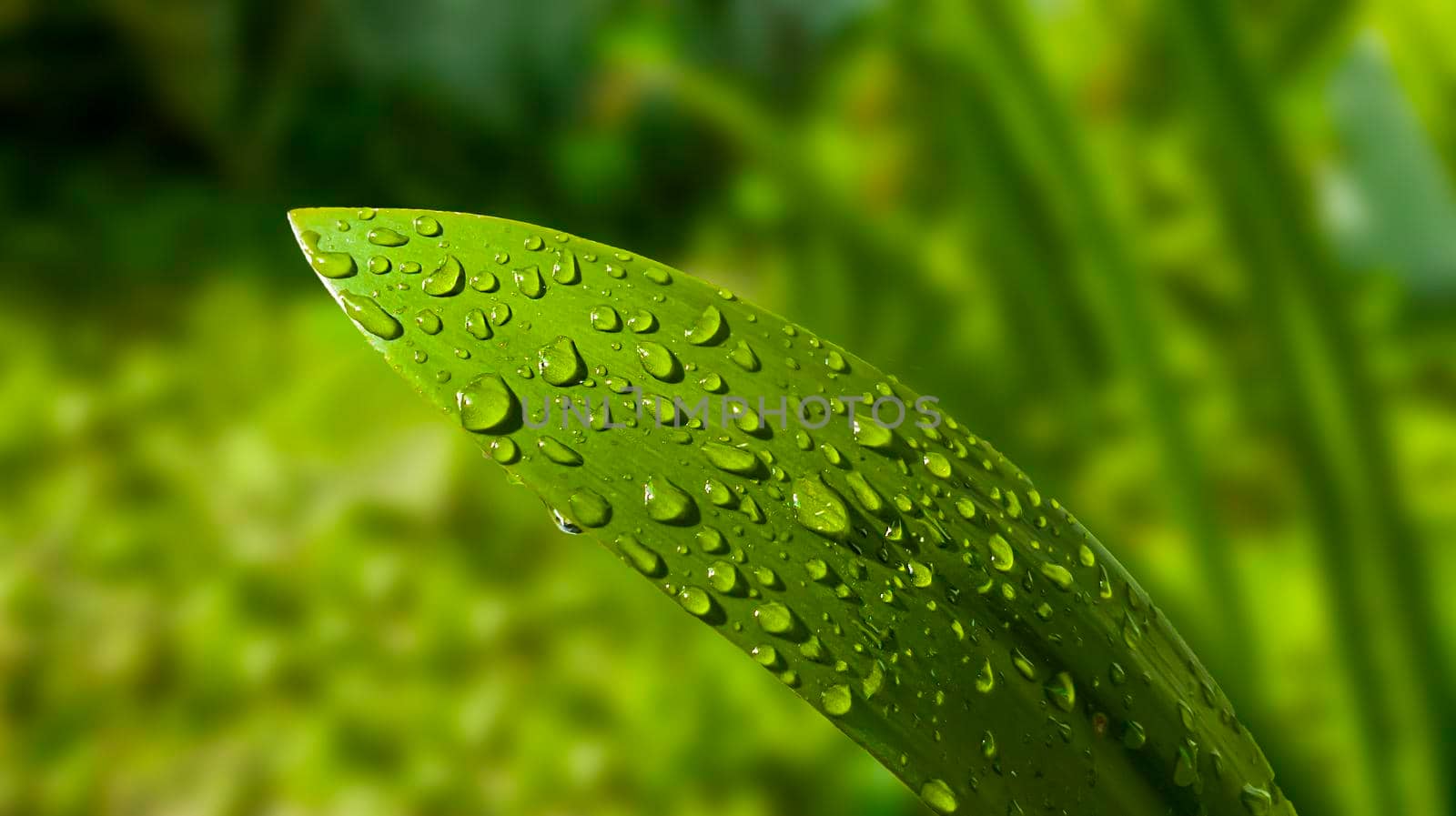 Large beautiful drops of transparent rain water on a green green leaf. Drops of dew or water drop in the morning glow by the sun. Beautiful leaf texture in nature with Natural forest background.