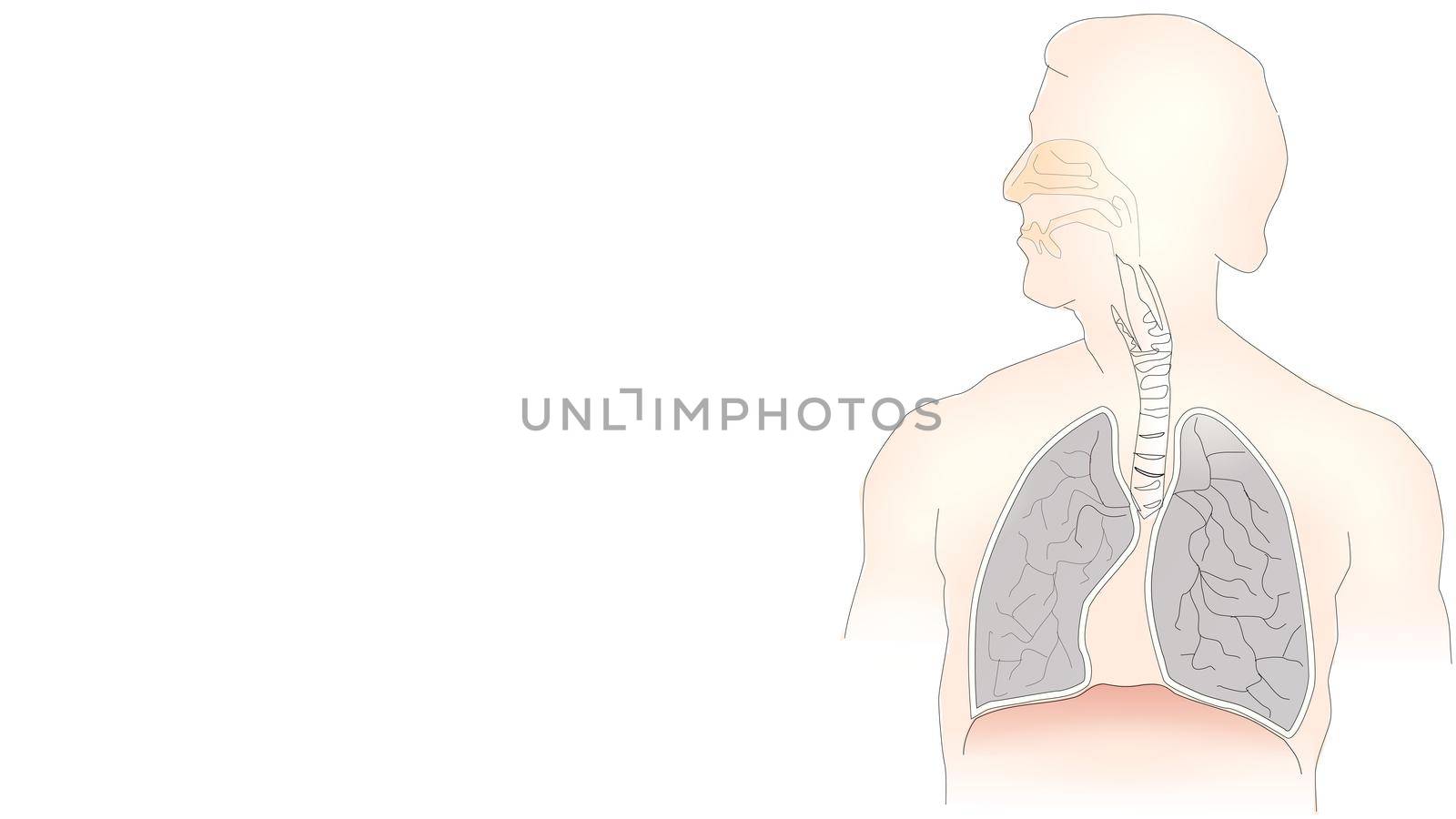 info-graphic illustration of lungs on white background with copy space for text. Lungs are part of human chest and is used for breathing purpose