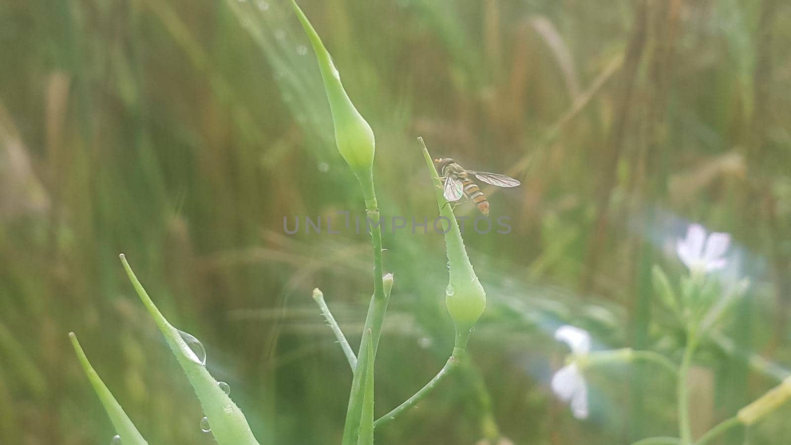 Closeup view of barley spikelets or rye in barley field. by Photochowk