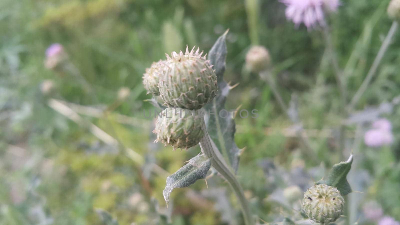 Perennial thistle plant with spine tipped triangular leaves and purple flower by Photochowk