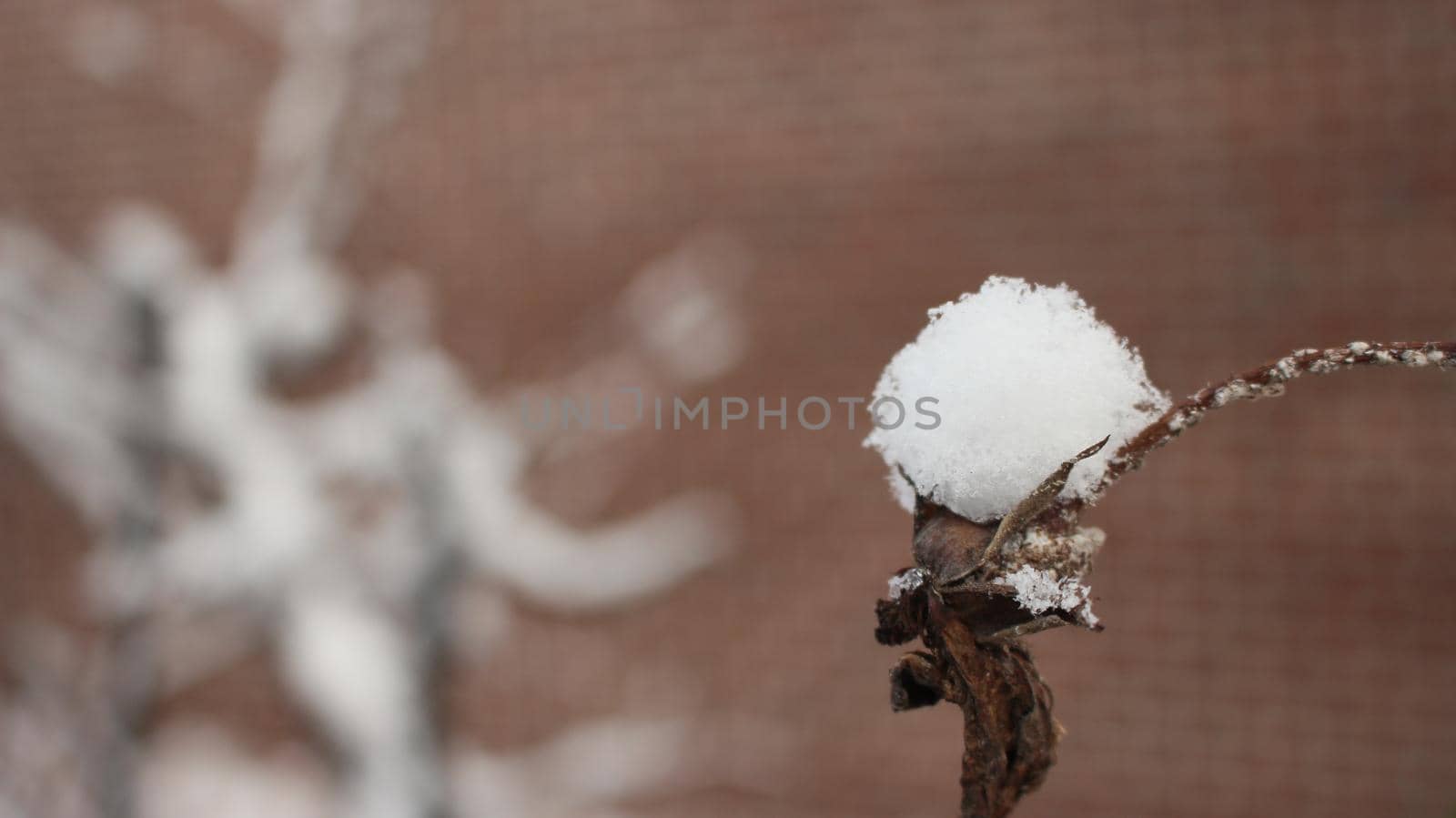 Snow on leaves of plant during snowfall winter season. closeup view of snowflakes on plant in park